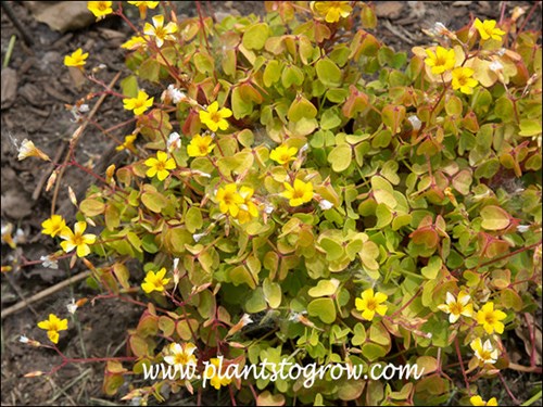 Nice coloration of the foliage on this plant.